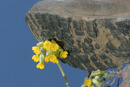 06-3462 Boot about to Crush Cowslip Flower